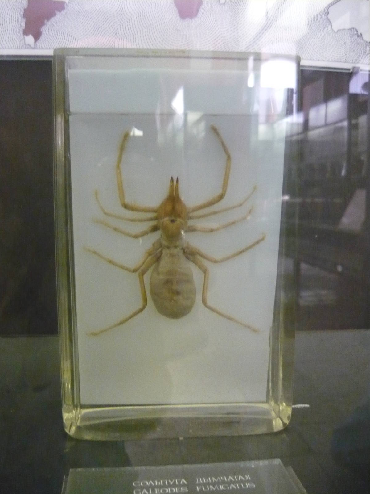 Galeodes fumigatus wet specimen