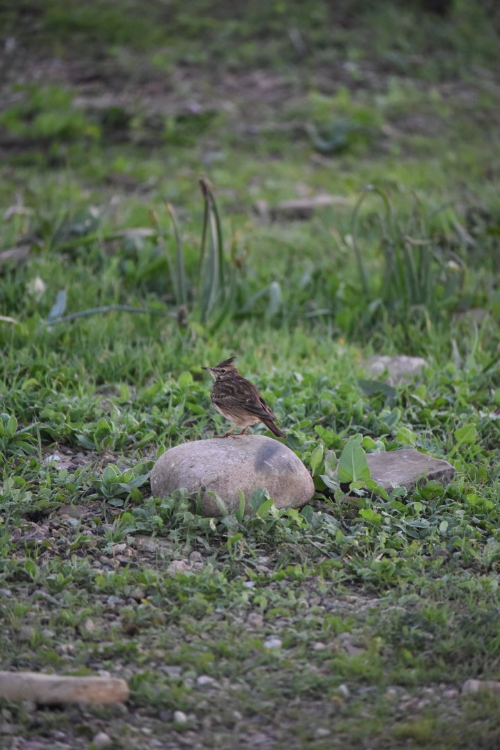 Galerida theklae or Galerida cristata ?