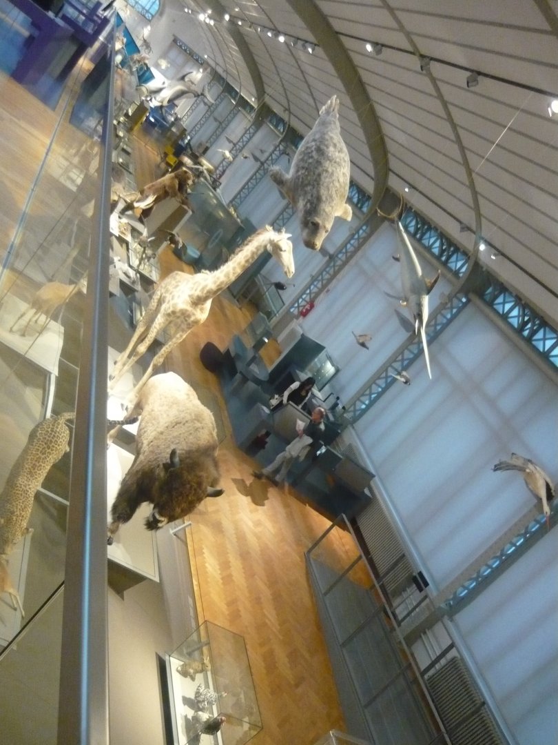 Gallery of Evolution