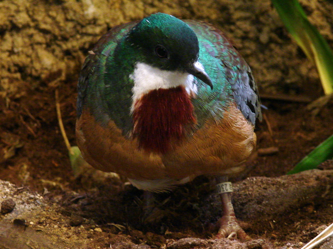 Gallicolumba criniger / Bartlett's dove