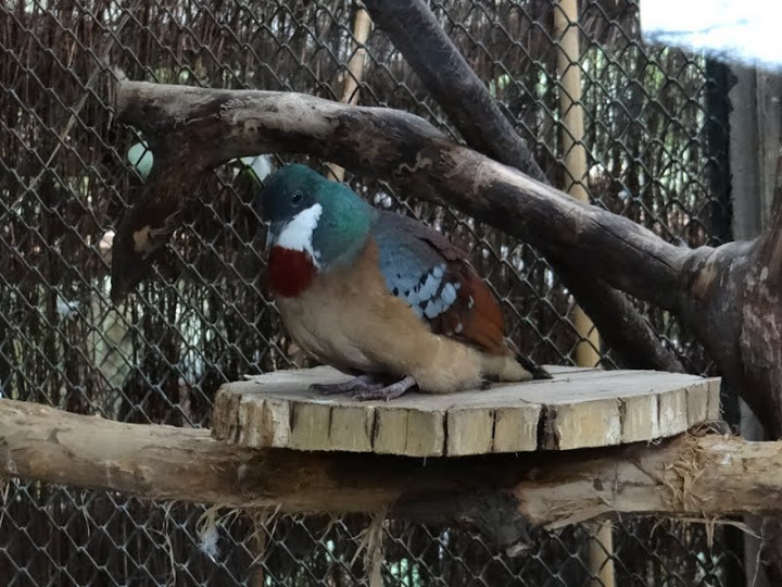 Gallicolumba criniger