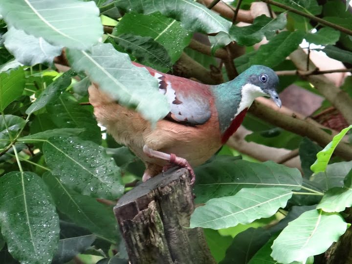 Gallicolumba criniger