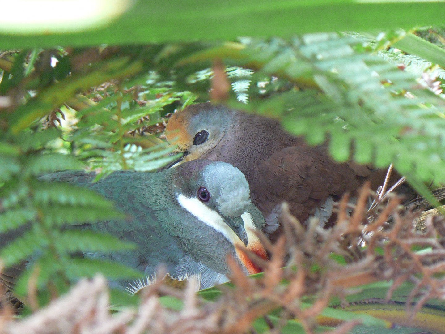 Gallicolumba doves - 11 July 2018