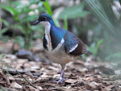Gallicolumba keayi / Negros bleeding-heart at Negros Forests and Ecological Foundation