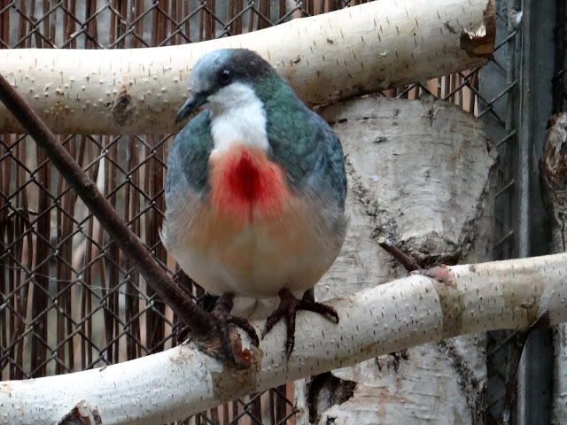 Gallicolumba luzonica