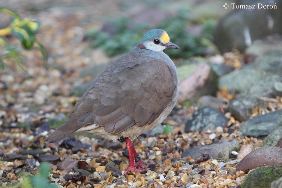 Gallicolumba tristigmata bimaculata.