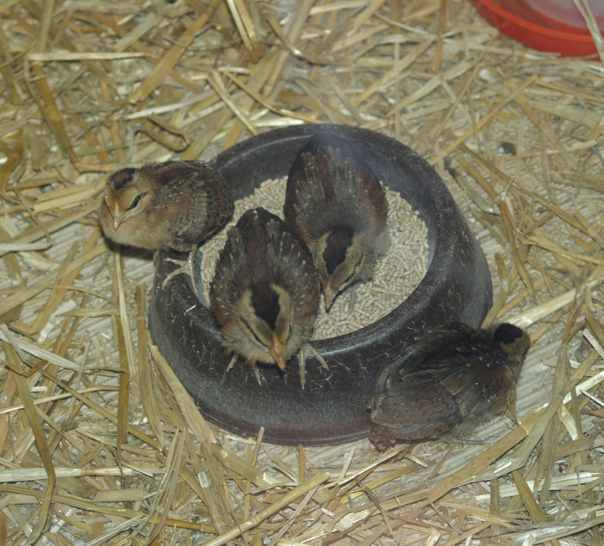 Galliform chicks in raising tank, May 2006.
