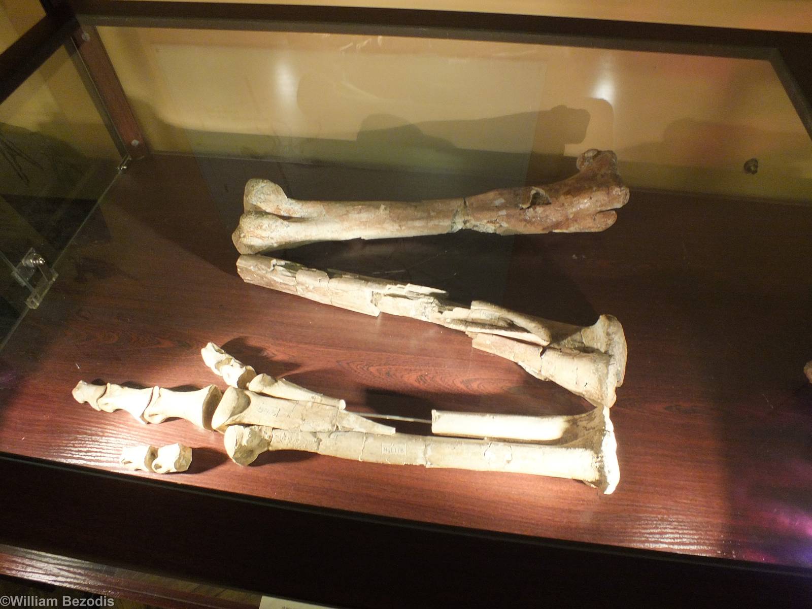 Gallimimus bullatus Bones- Warsaw Museum of Evolution