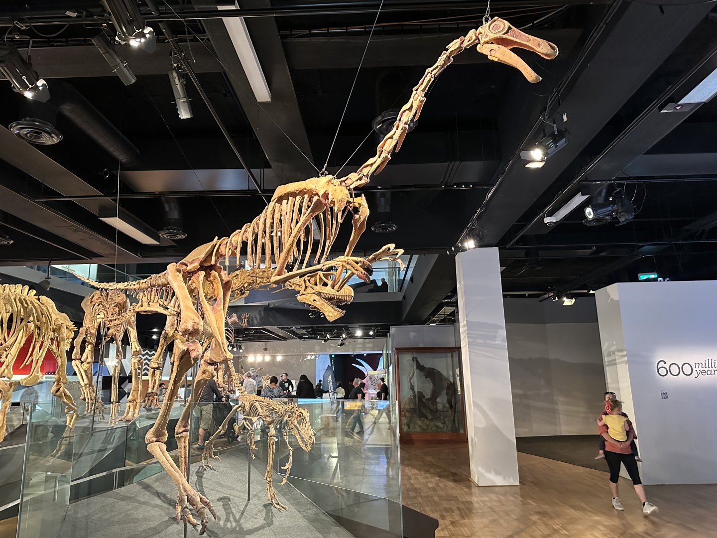 Gallimimus bullatus