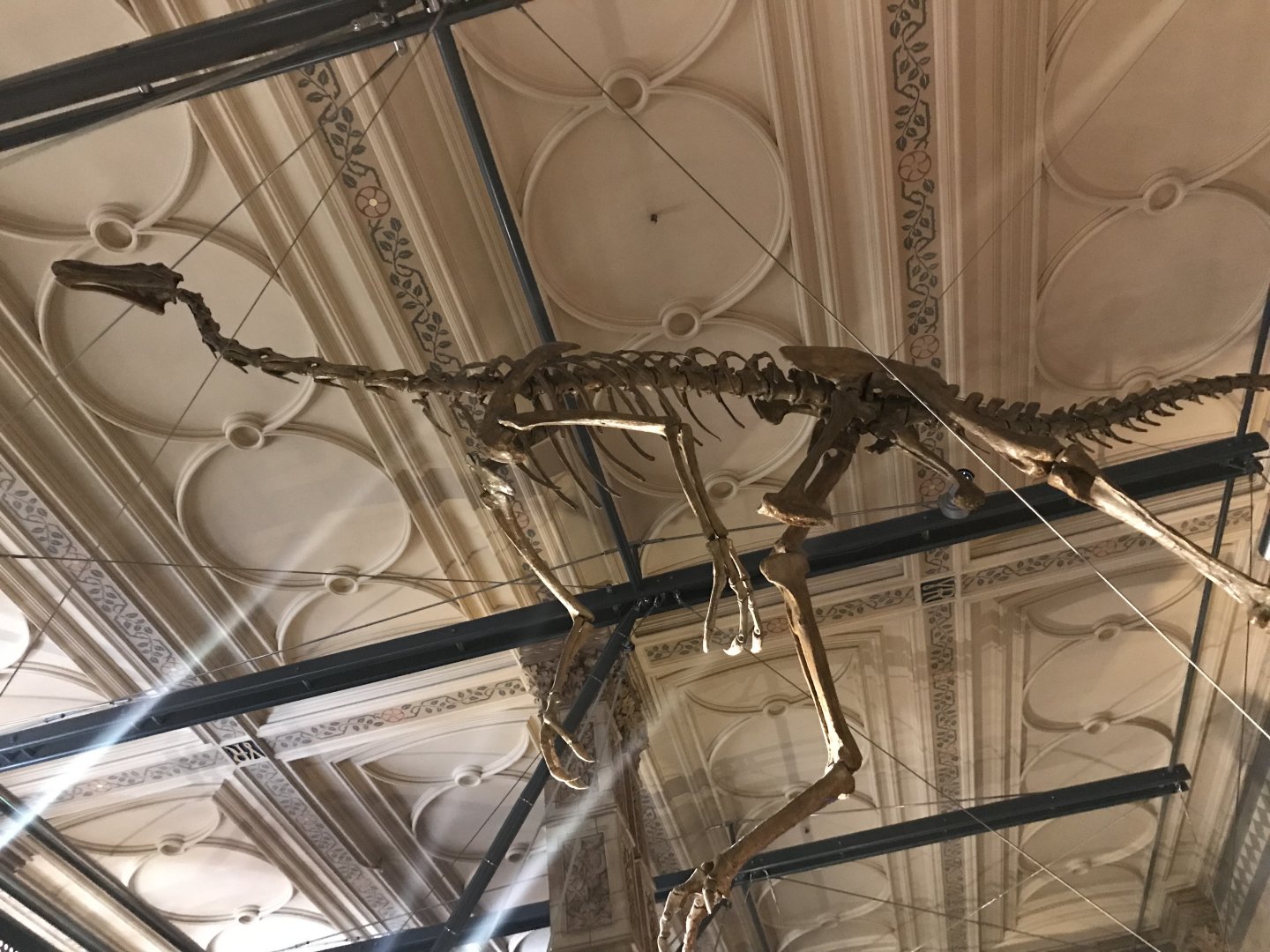 Gallimimus skeleton
