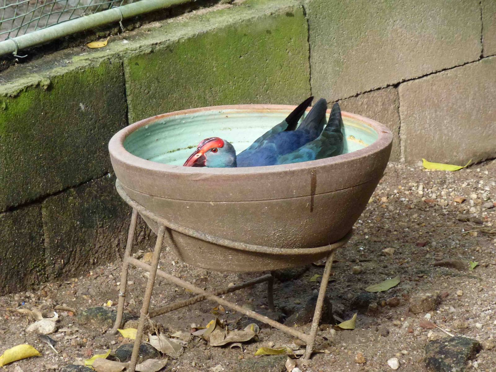 Gallinule, June 2013.