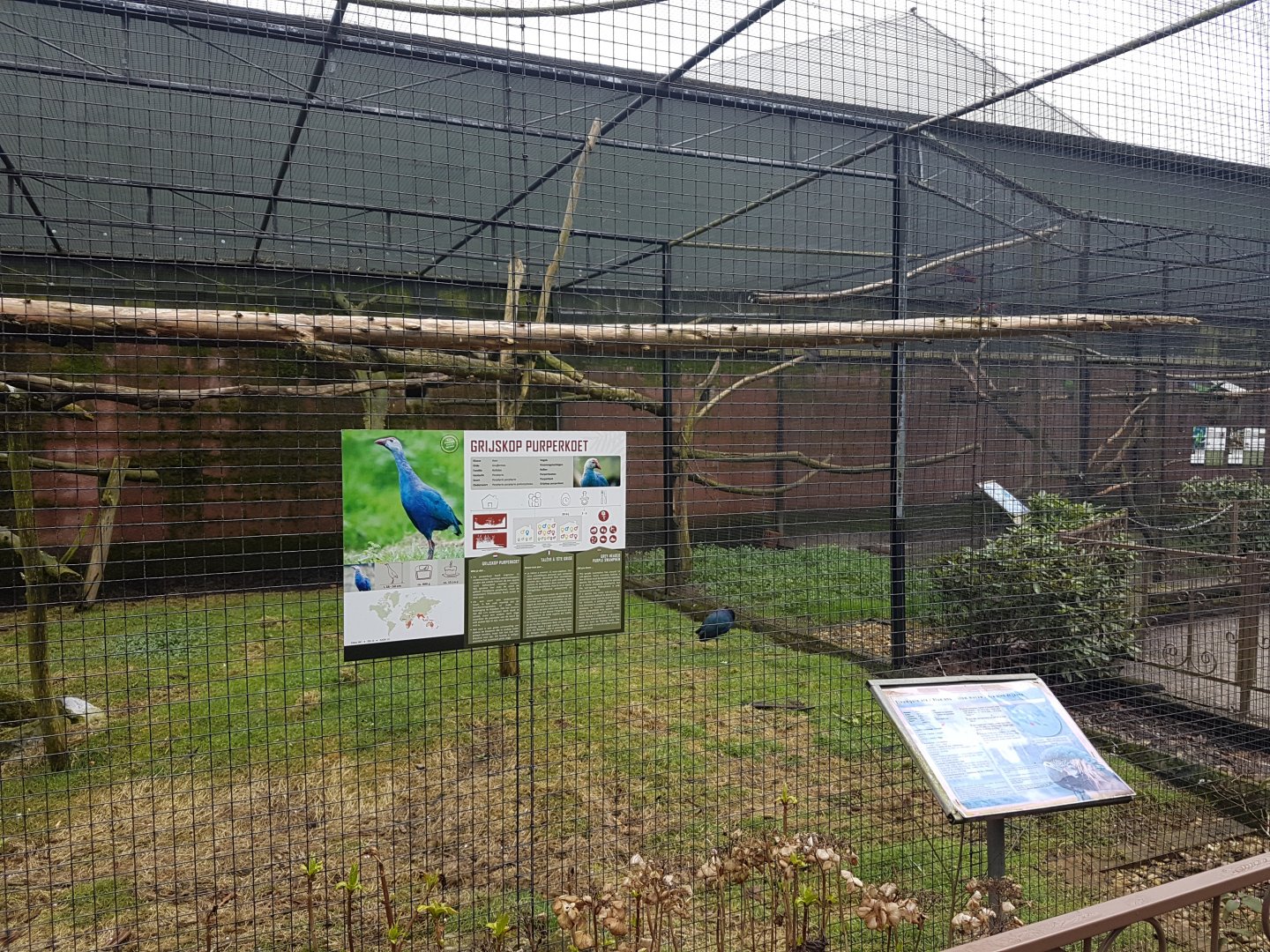 Gallinule - Macaw Aviary
