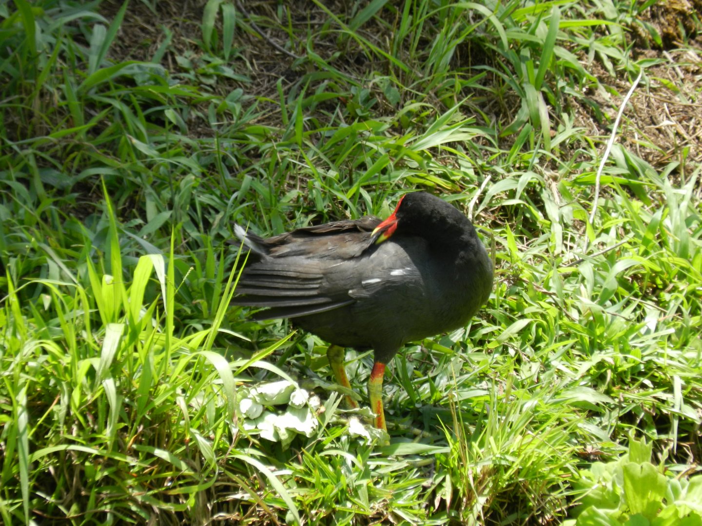Gallinule - Zoo Curitiba
