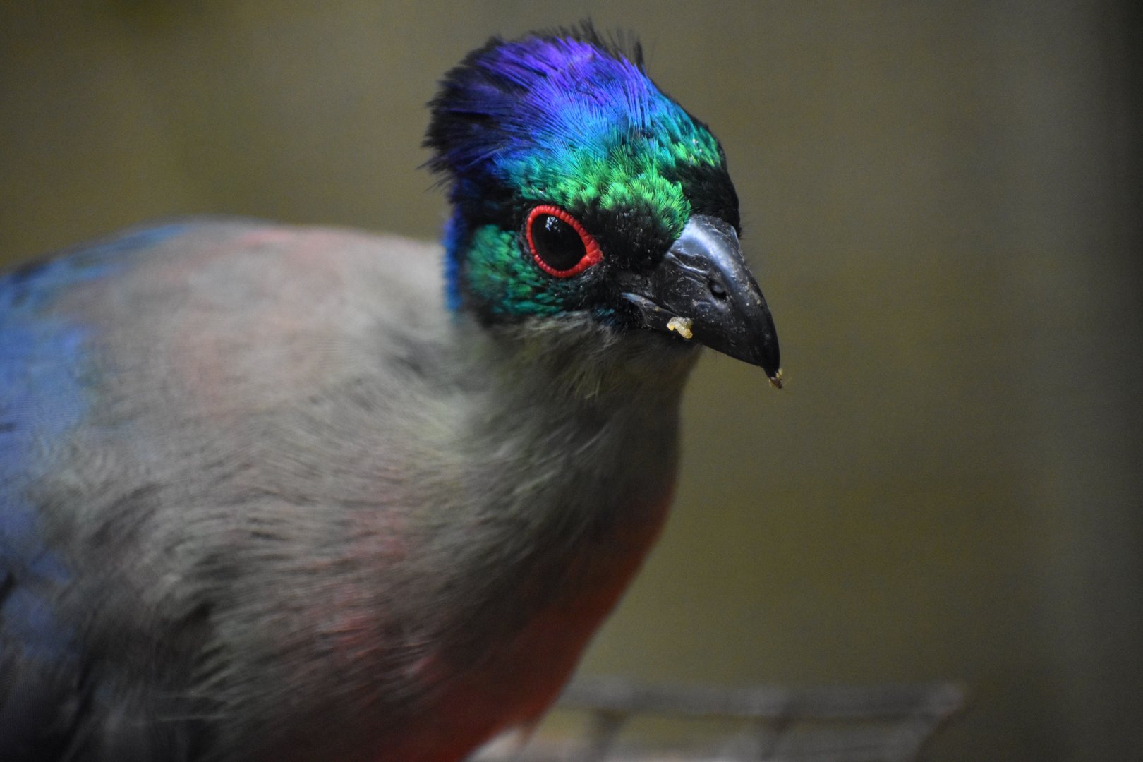 Gallirex porphyreolophus - Purple-crested Turaco / Zoo d'Upie 2024