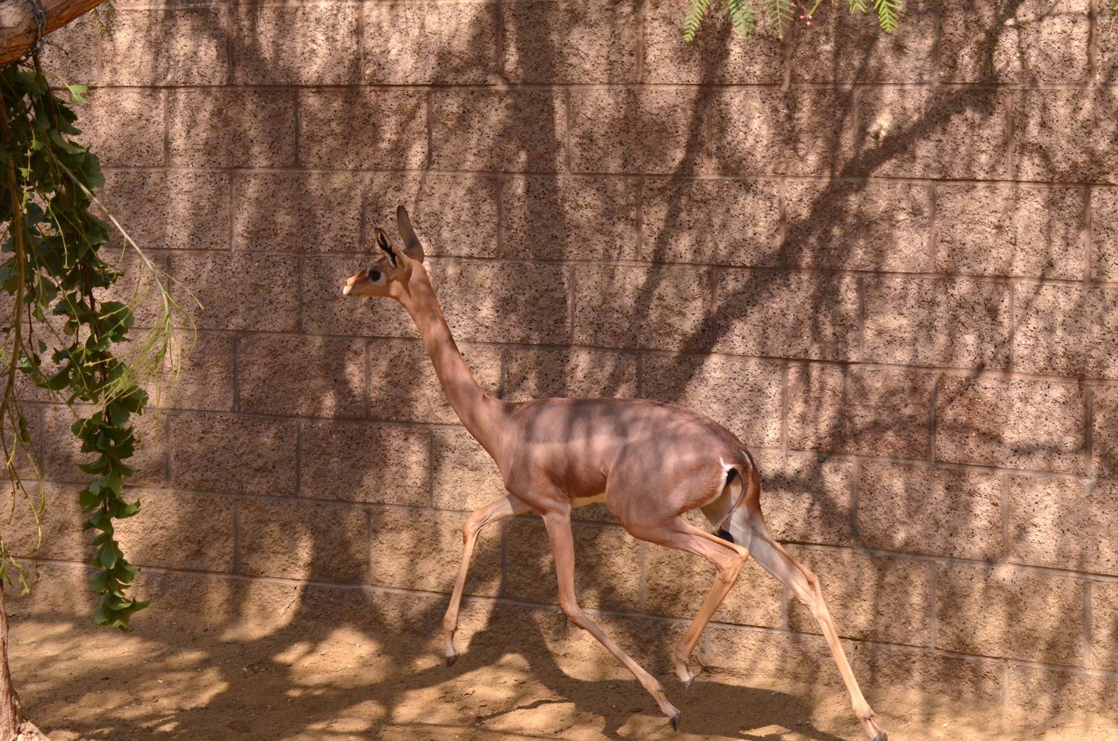 Galloping Gerenuk