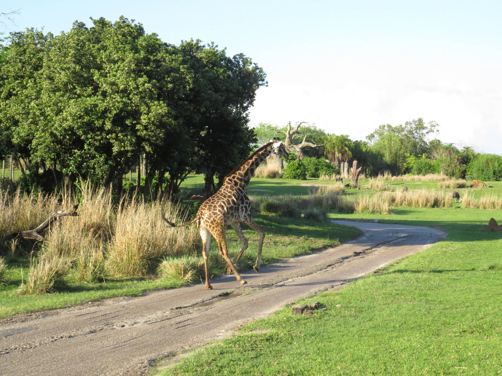 Galloping giraffe - Kilimanjaro safaris, March 2015