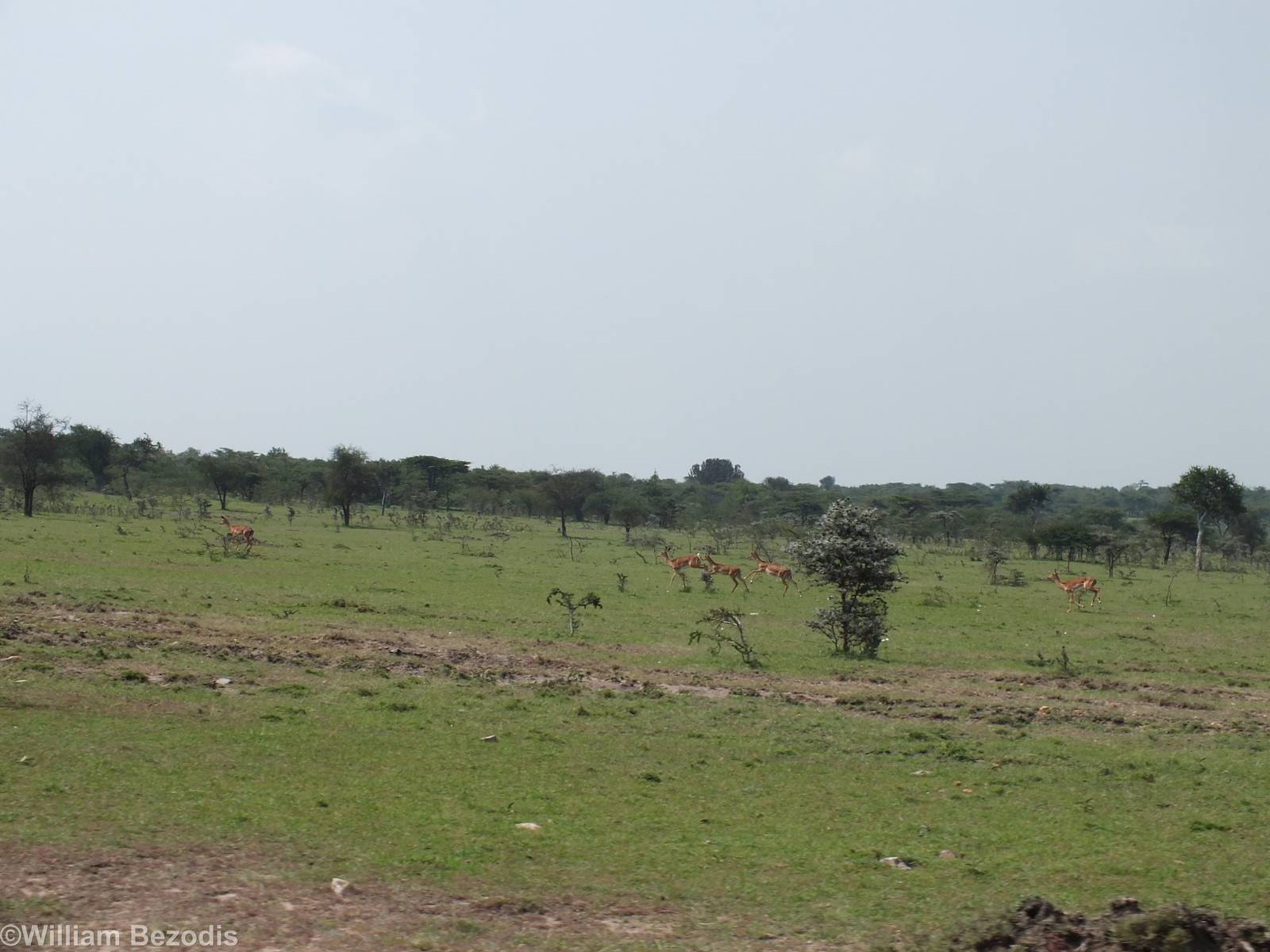 Galloping Impala