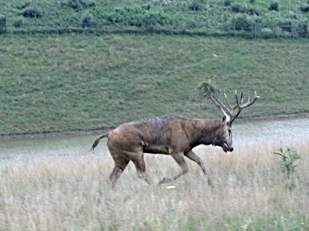 Galloping P?re David's Deer Stag