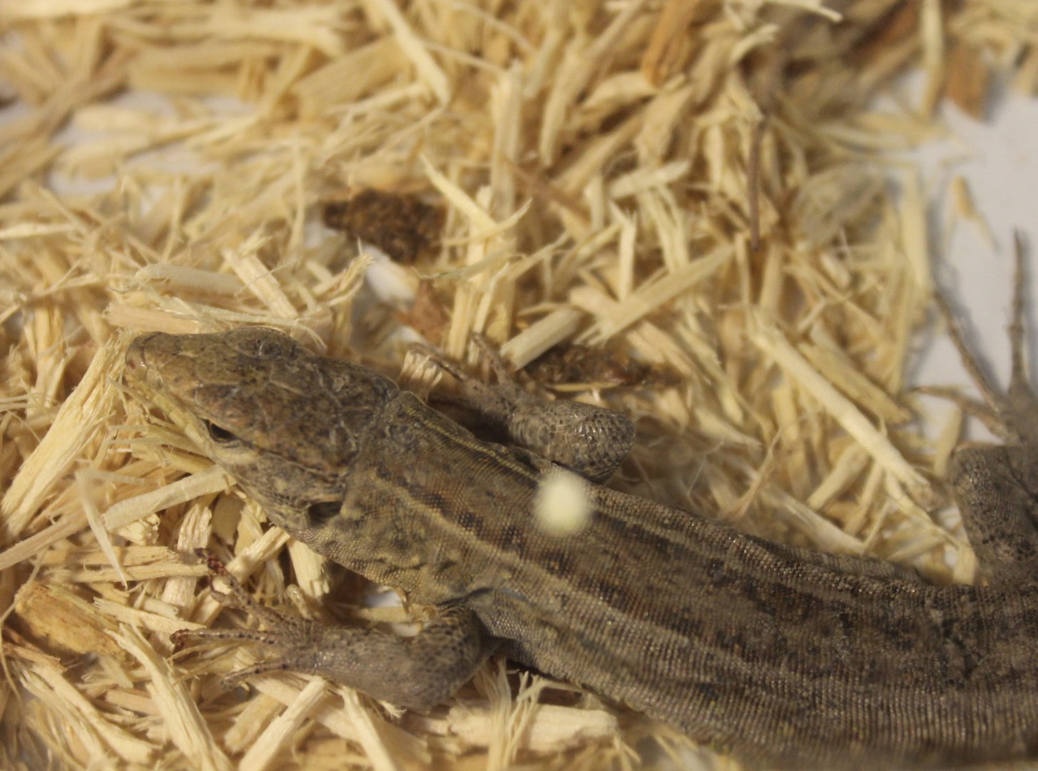 Gallotia galloti galloti