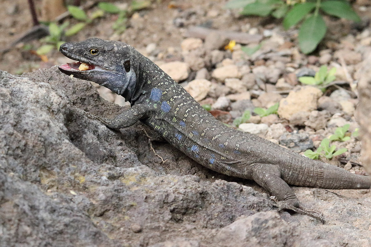 Gallotia galloti subspecies ID