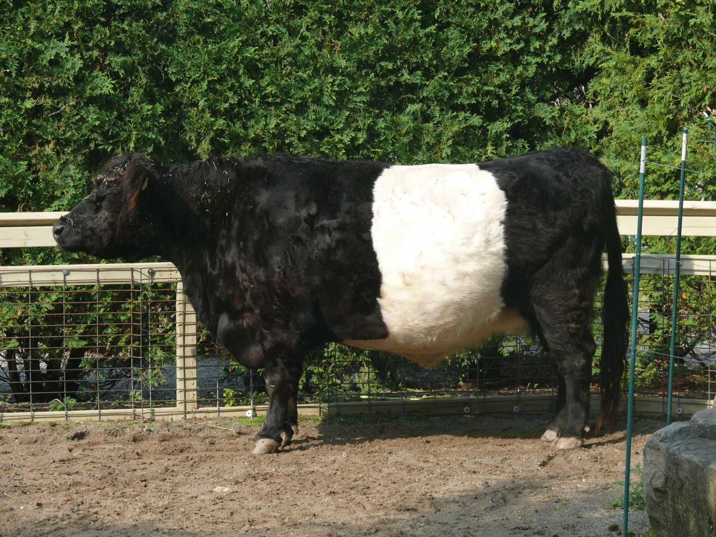 Galloway Cattle - 24-08-2020