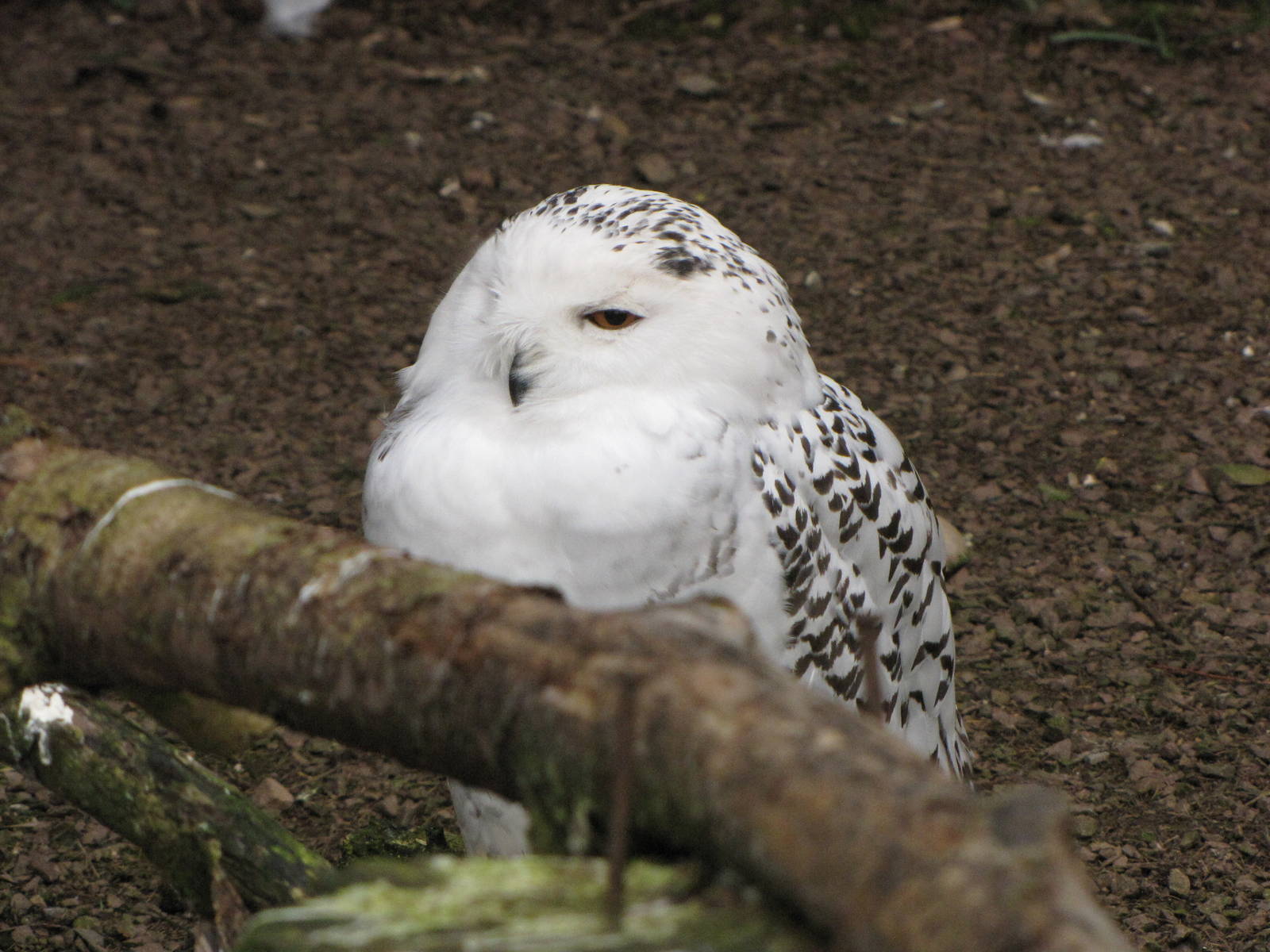Galloway Wildlife Conservation Park