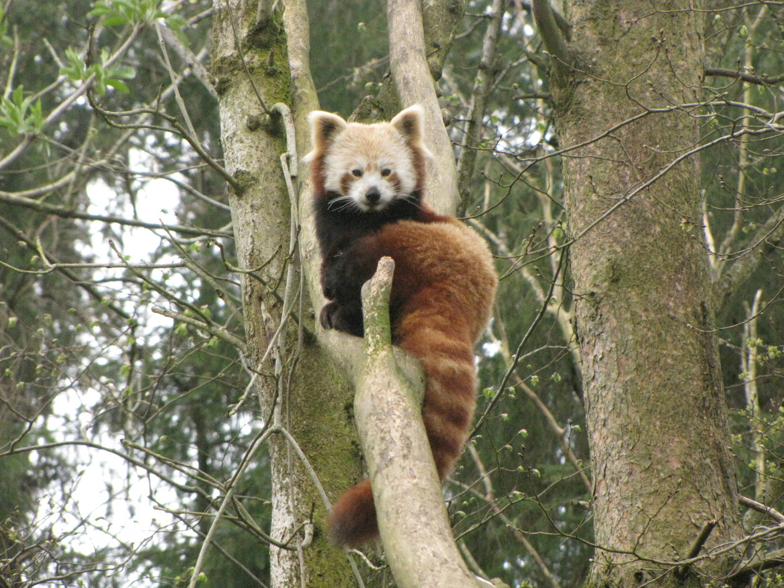 Galloway Wildlife Conservation Park