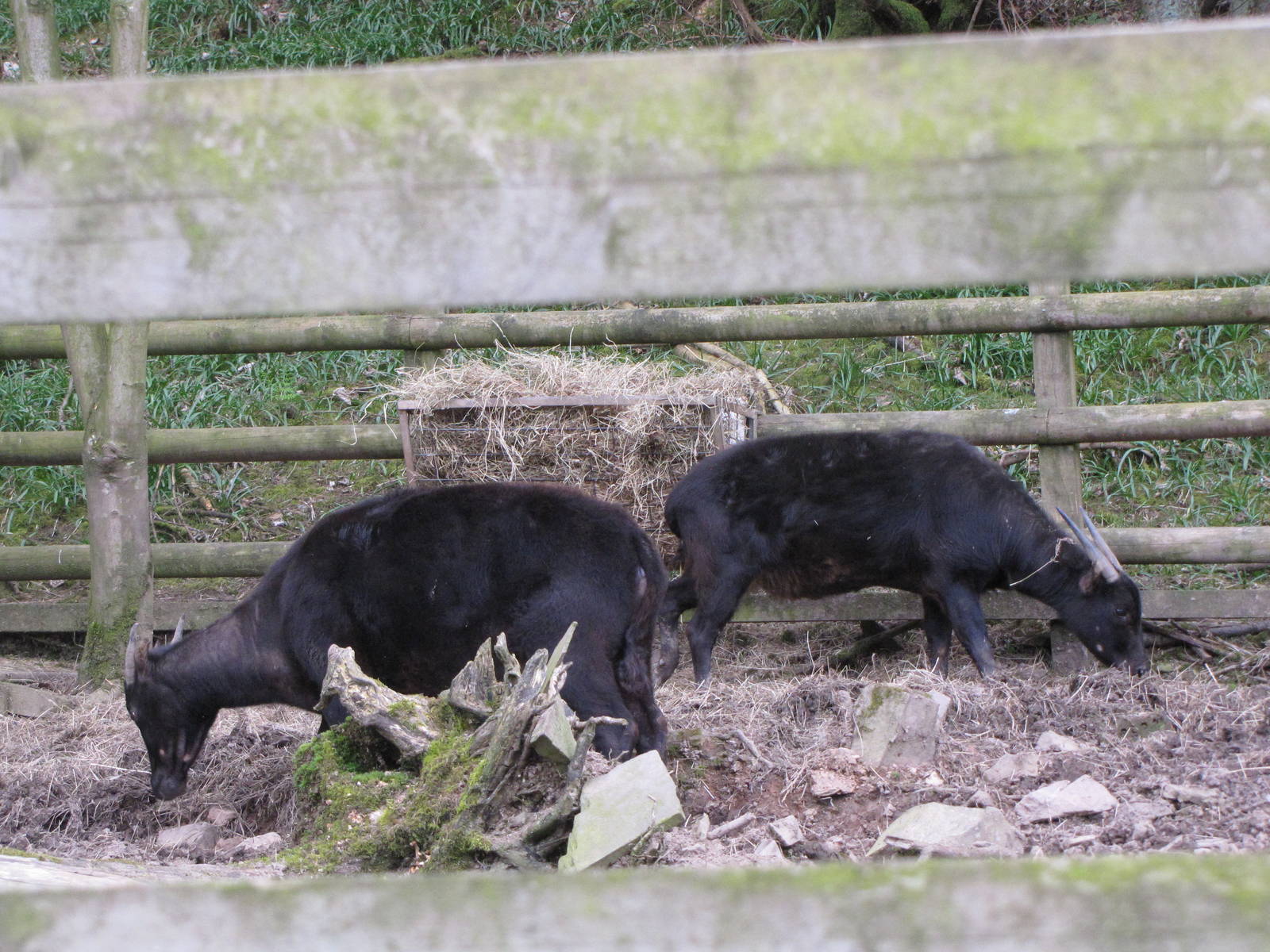 Galloway Wildlife Conservation Park