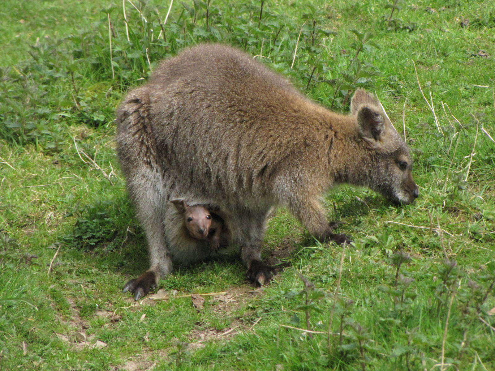Galloway Wildlife Conservation Park