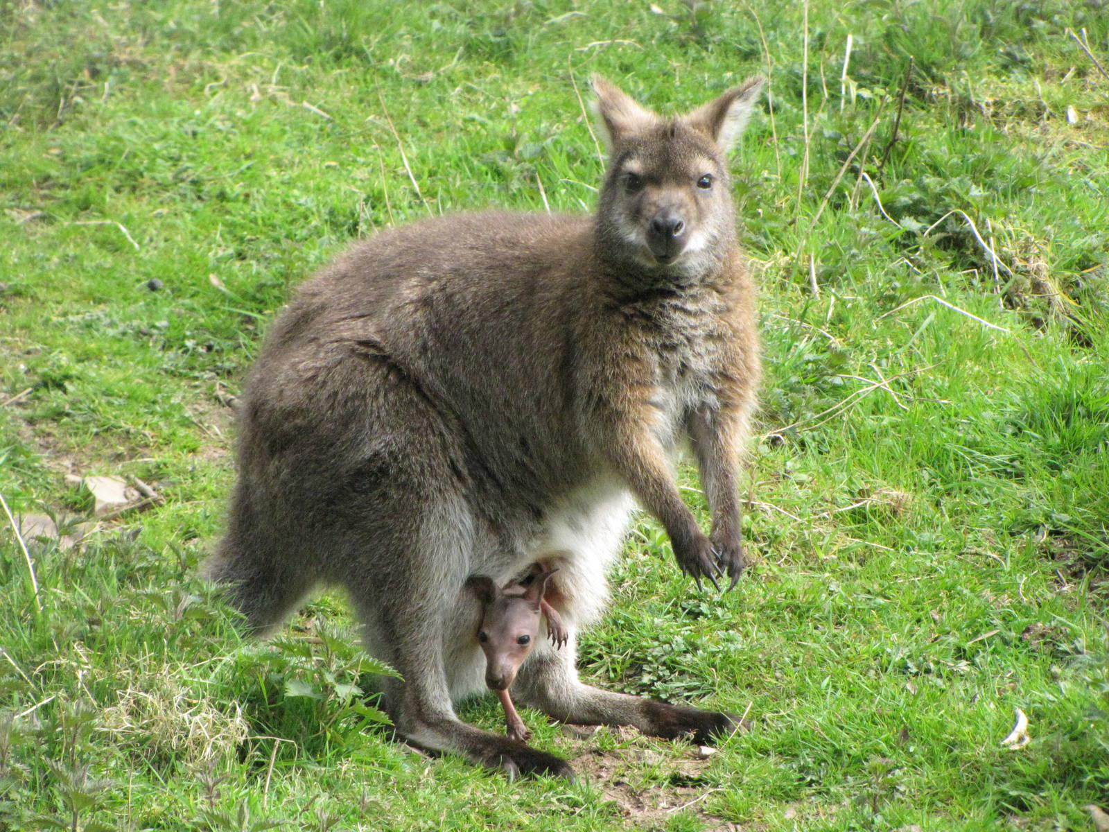 Galloway Wildlife Conservation Park