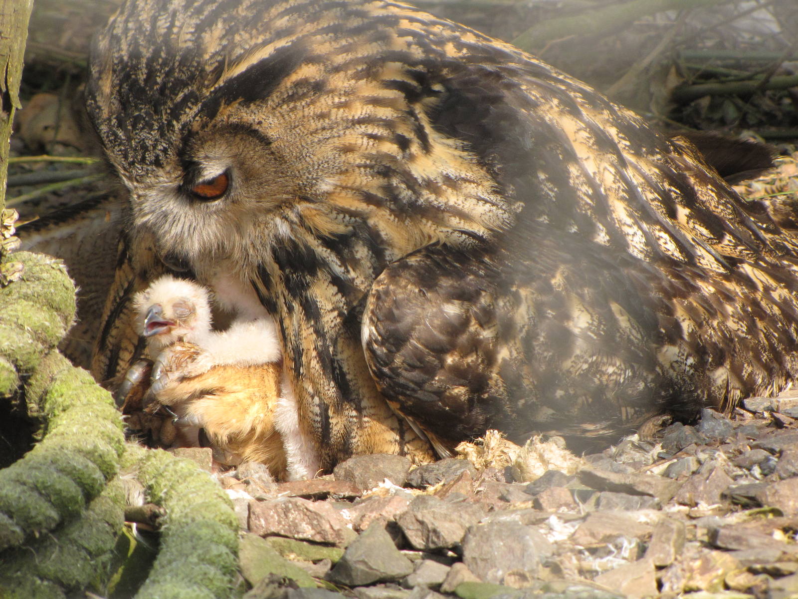 Galloway Wildlife Conservation Park