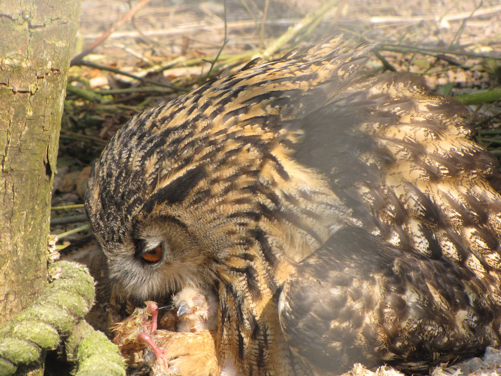 Galloway Wildlife Conservation Park
