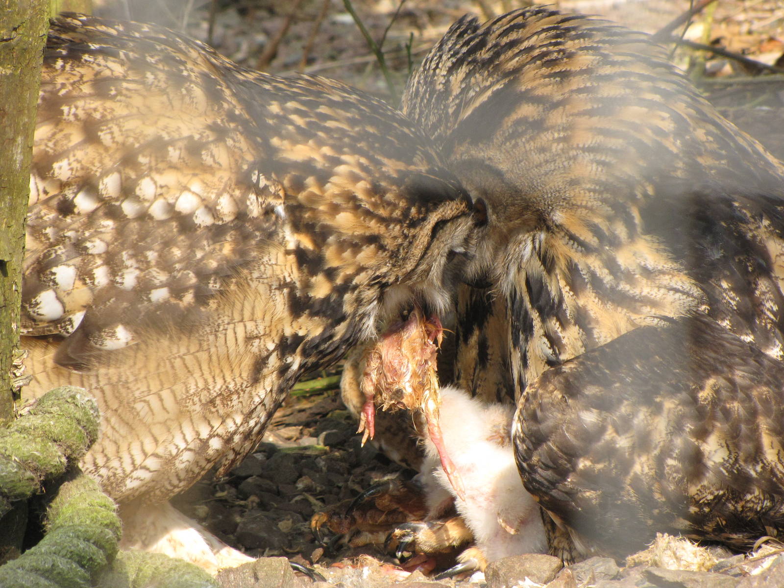 Galloway Wildlife Conservation Park