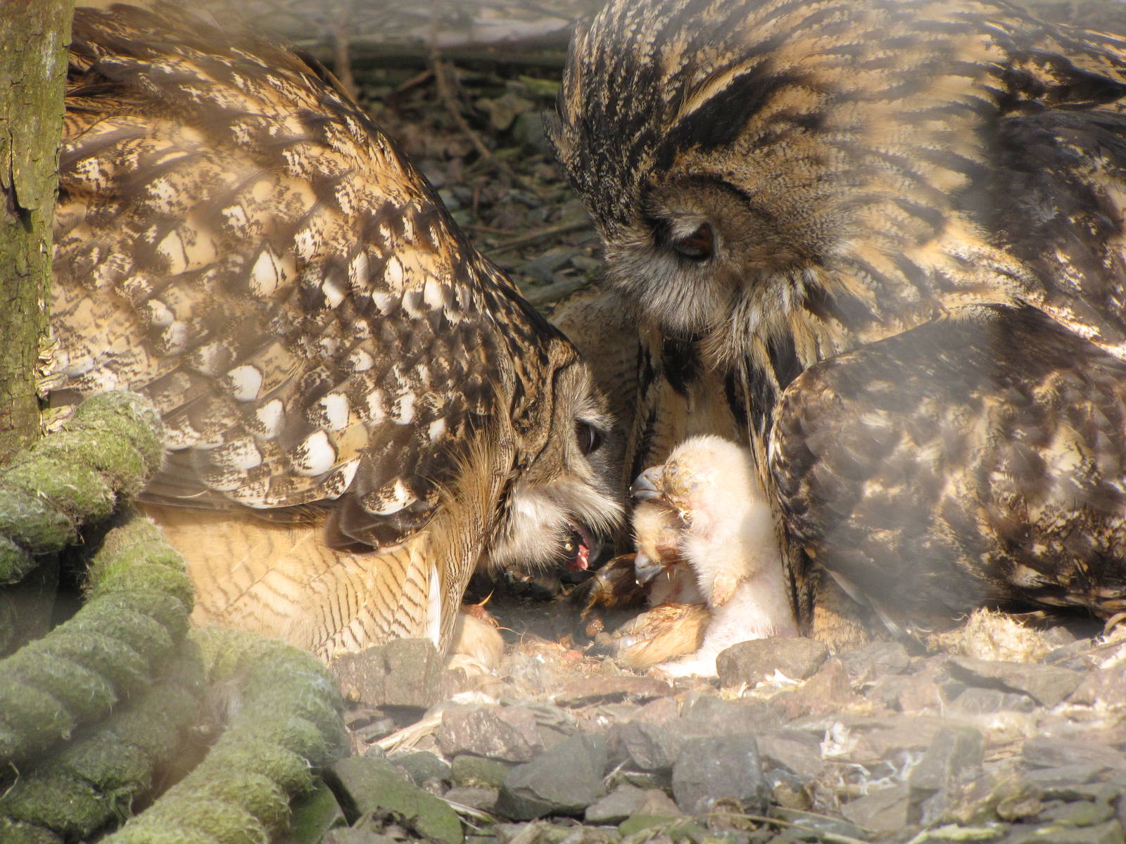 Galloway Wildlife Conservation Park