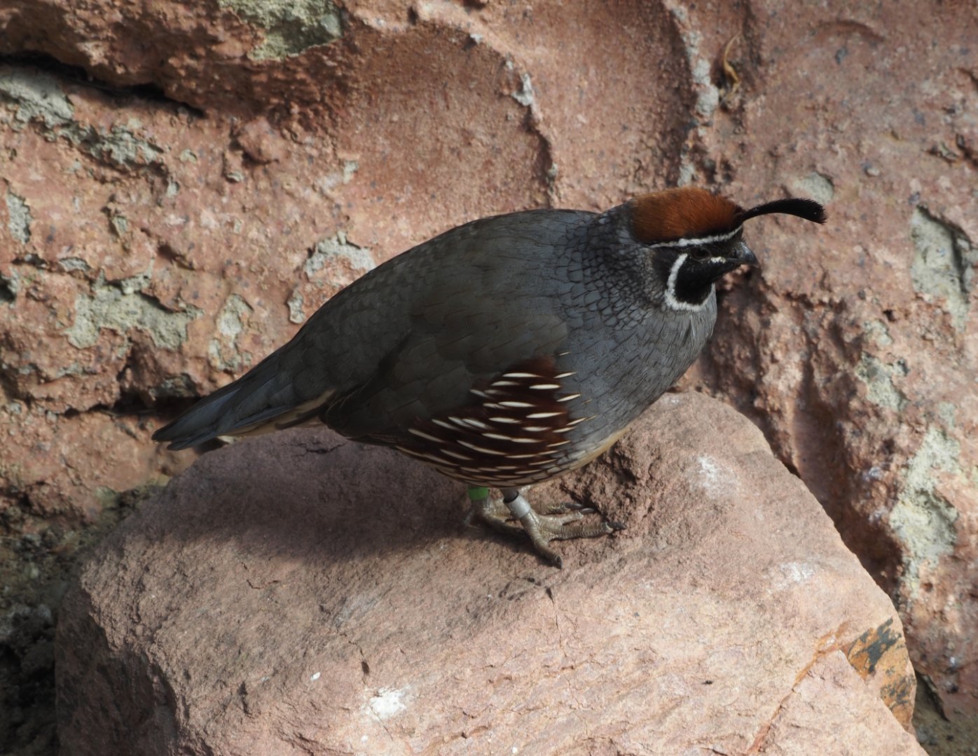 Gambel's quail (Callipepla gambelii), 2025-05-17