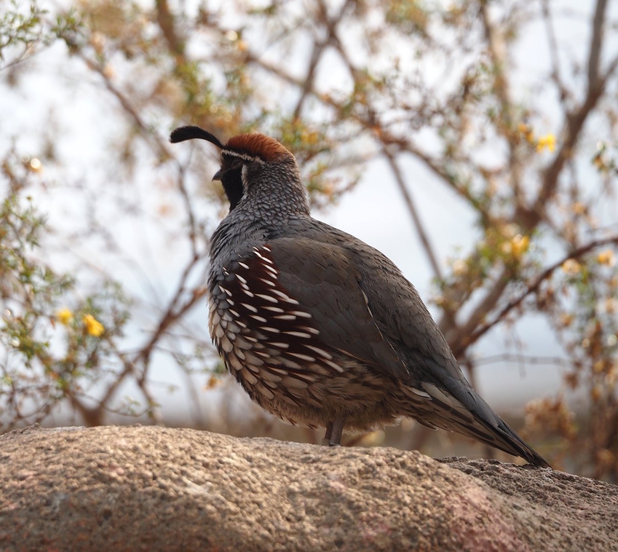 Gambel's quail (Callipepla gambelii), 2025-05-17