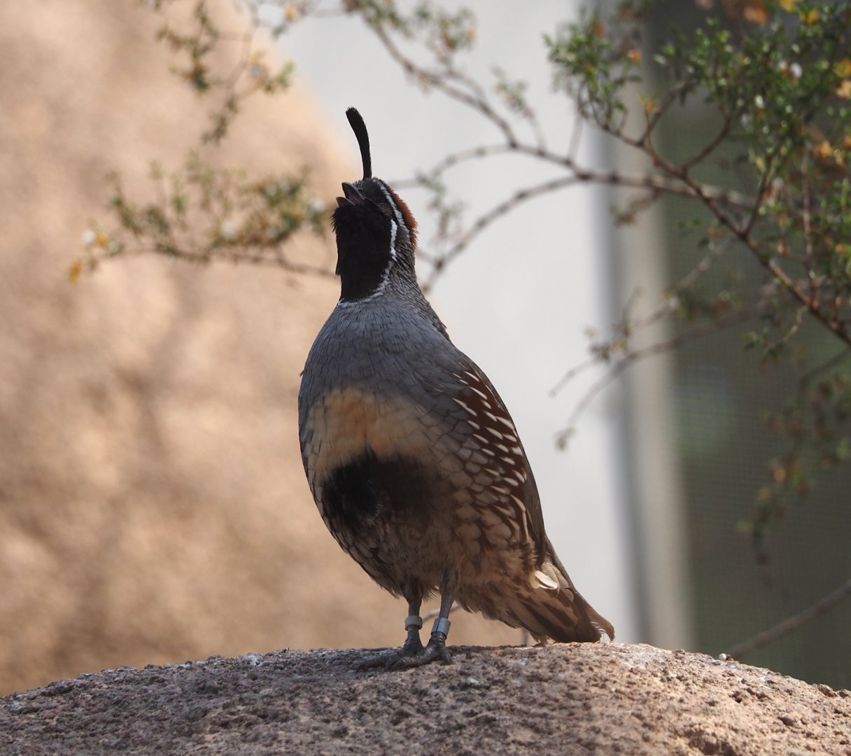 Gambel's quail (Callipepla gambelii), 2025-05-17