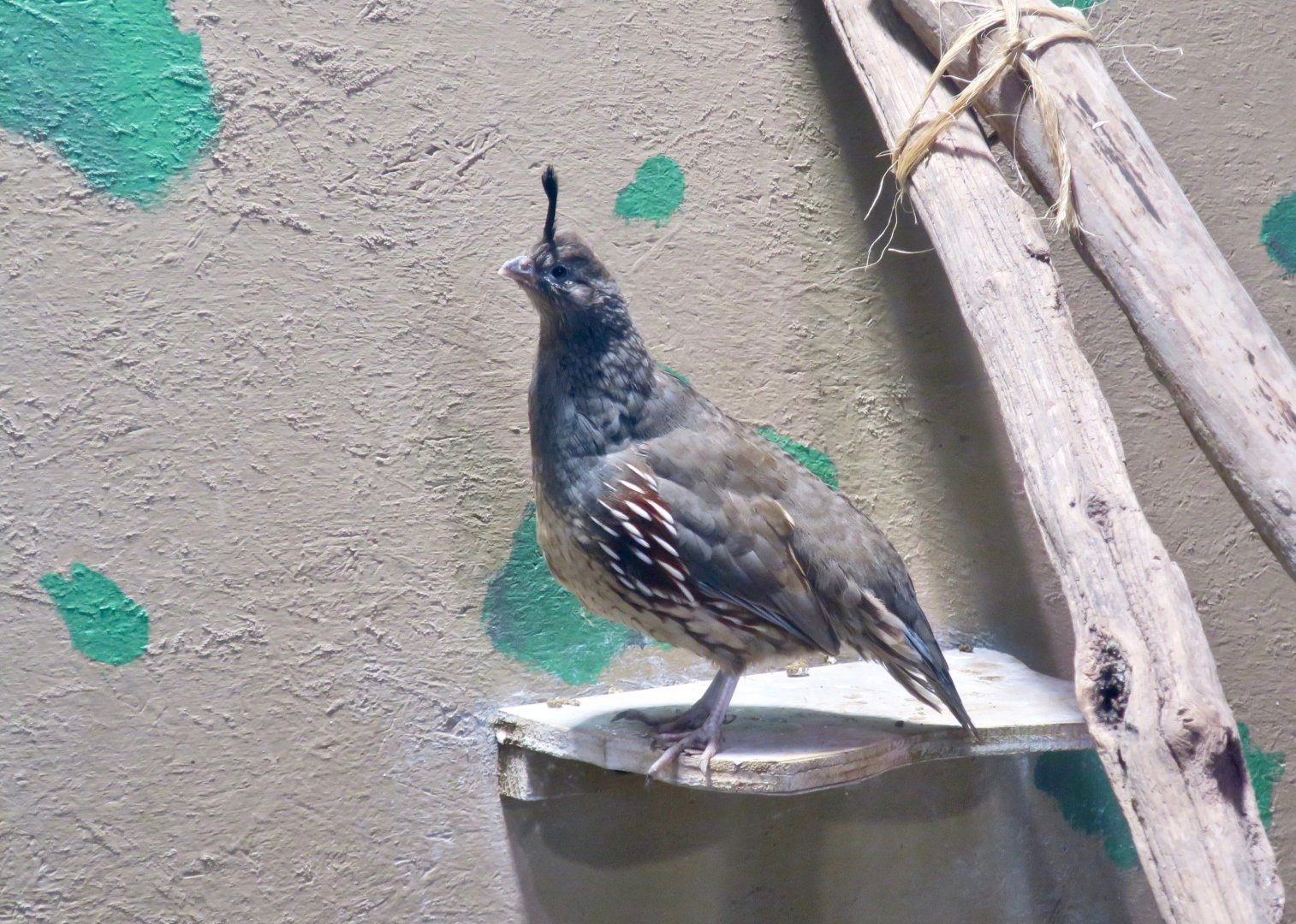 Gambel's Quail (Callipepla gambelii) female