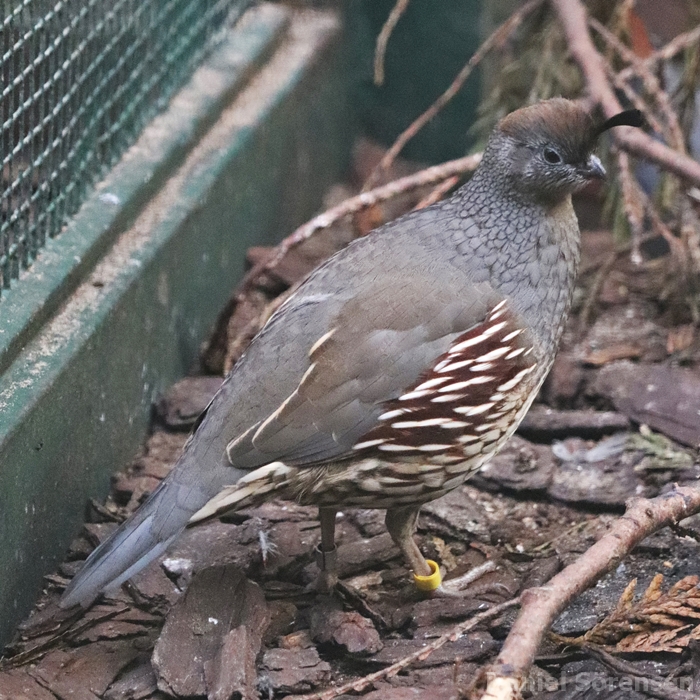Gambel's quail (Callipepla gambelii), female.