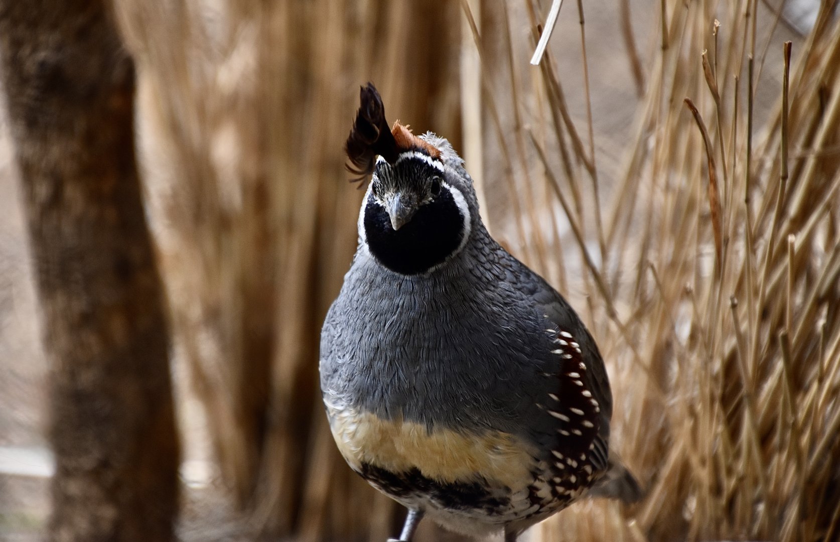 Gambel's Quail (Callipepla gambelii) male