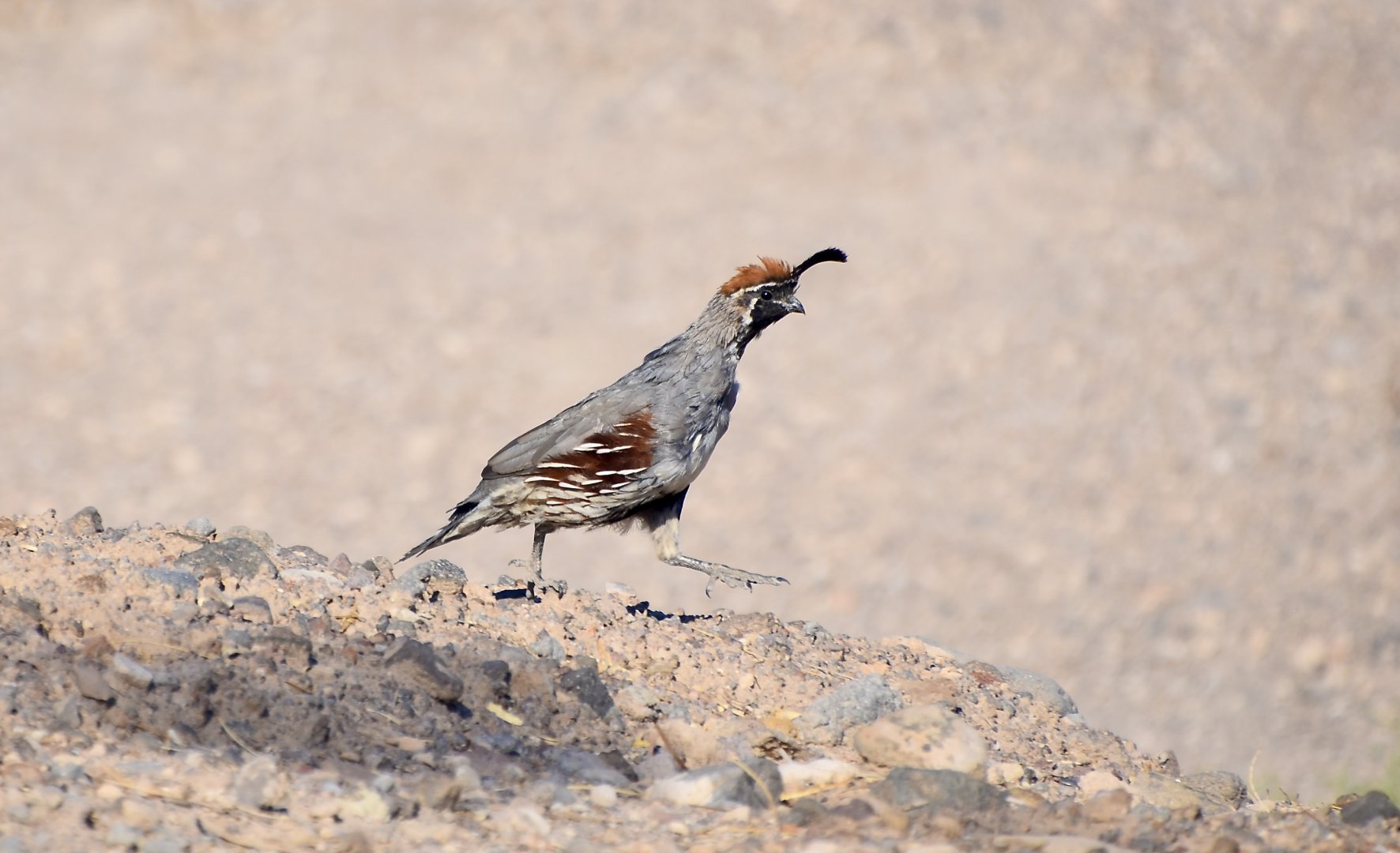 Gambel's Quail (Callipepla gambelii) male