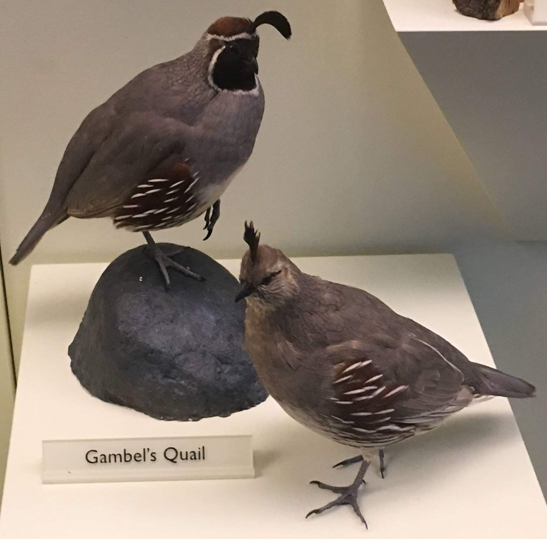 Gambel's quail (Callipepla gambelii)