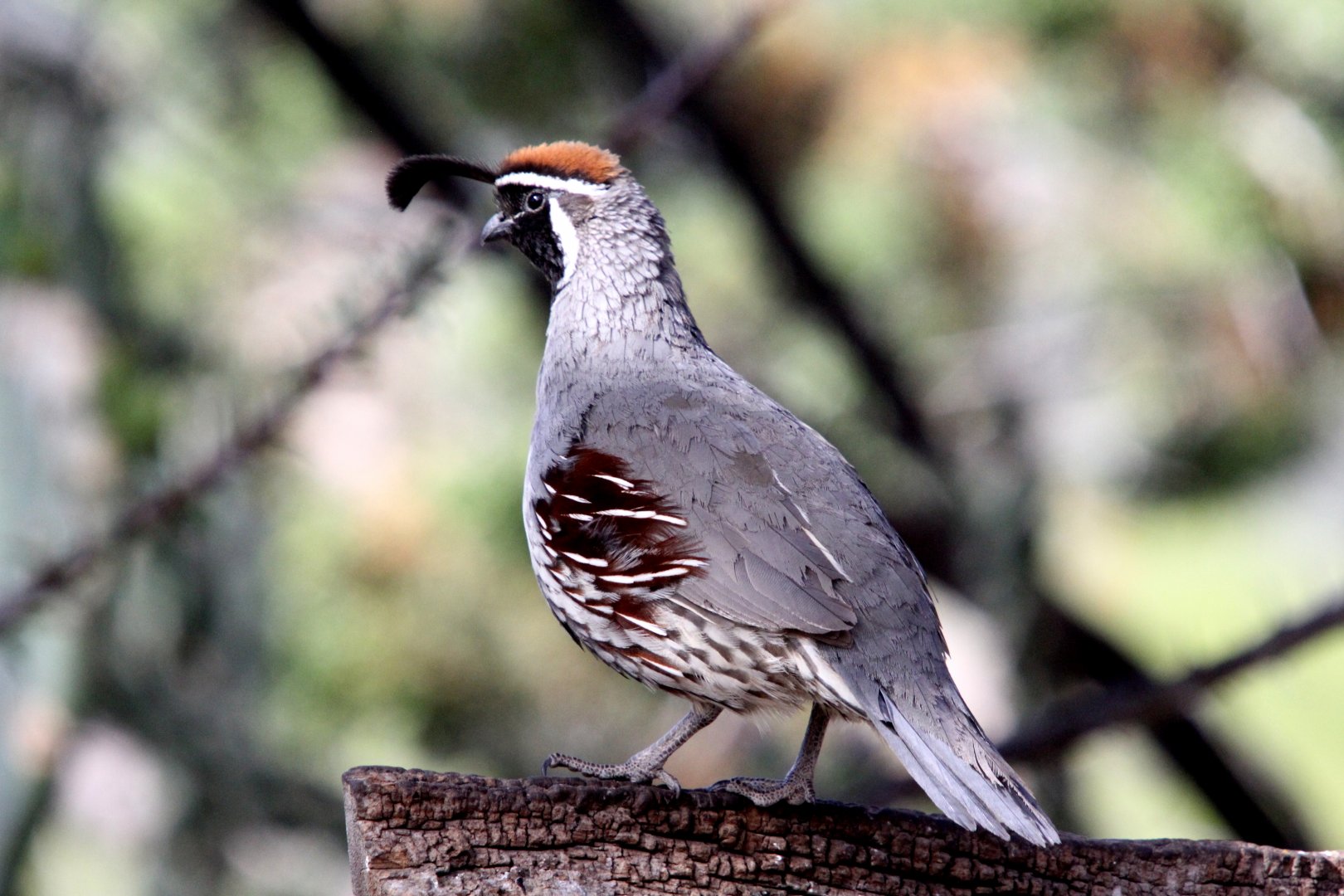 Gambel's Quail (Callipepla gambelii)