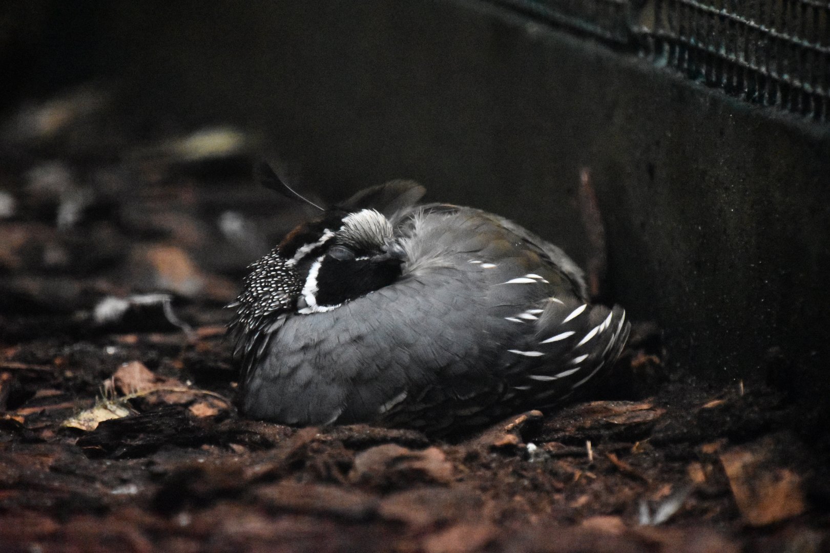 Gambel's quail, Callipepla gambelii