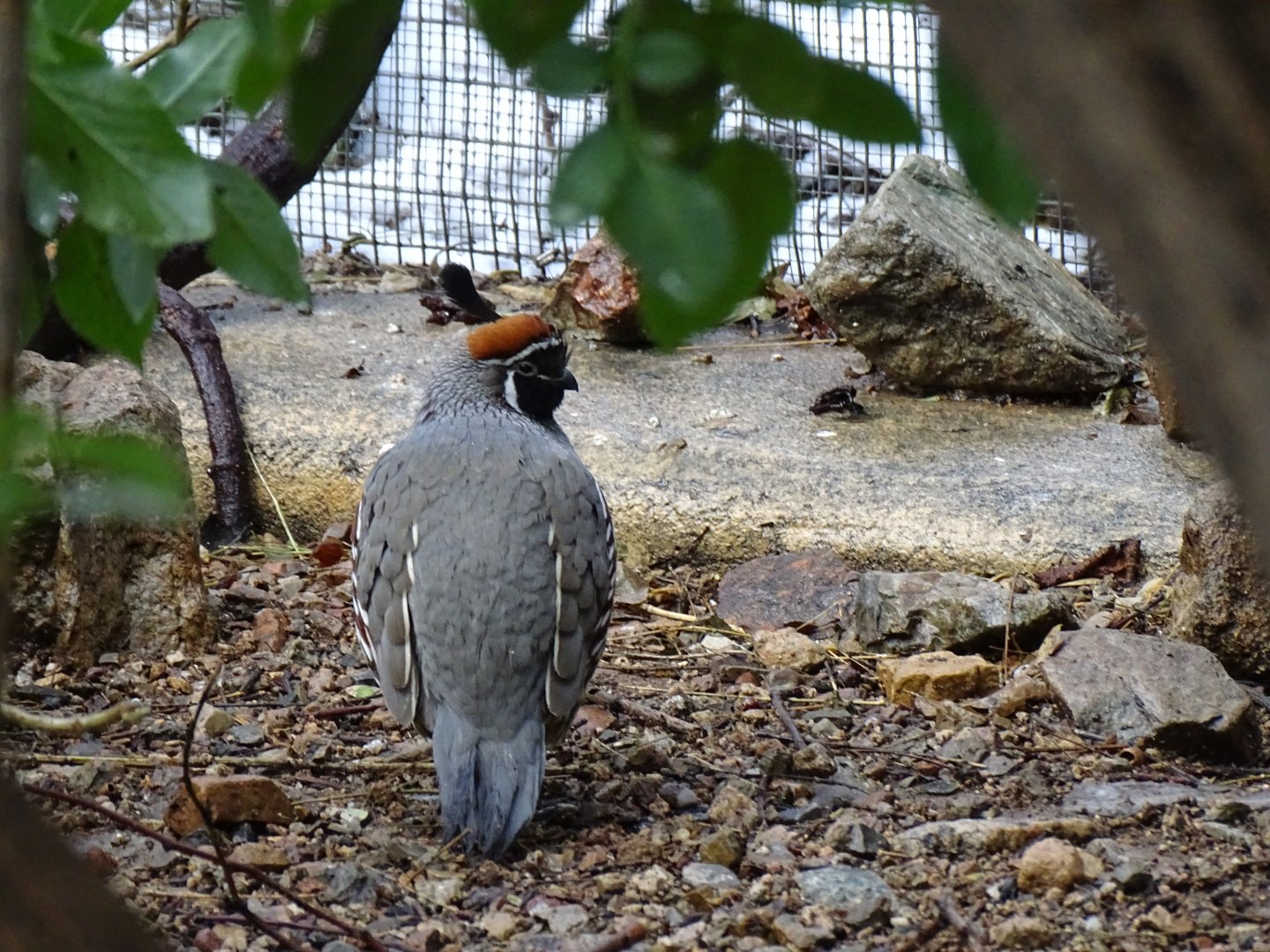 Gambel's quail (Callipepla gambelii)