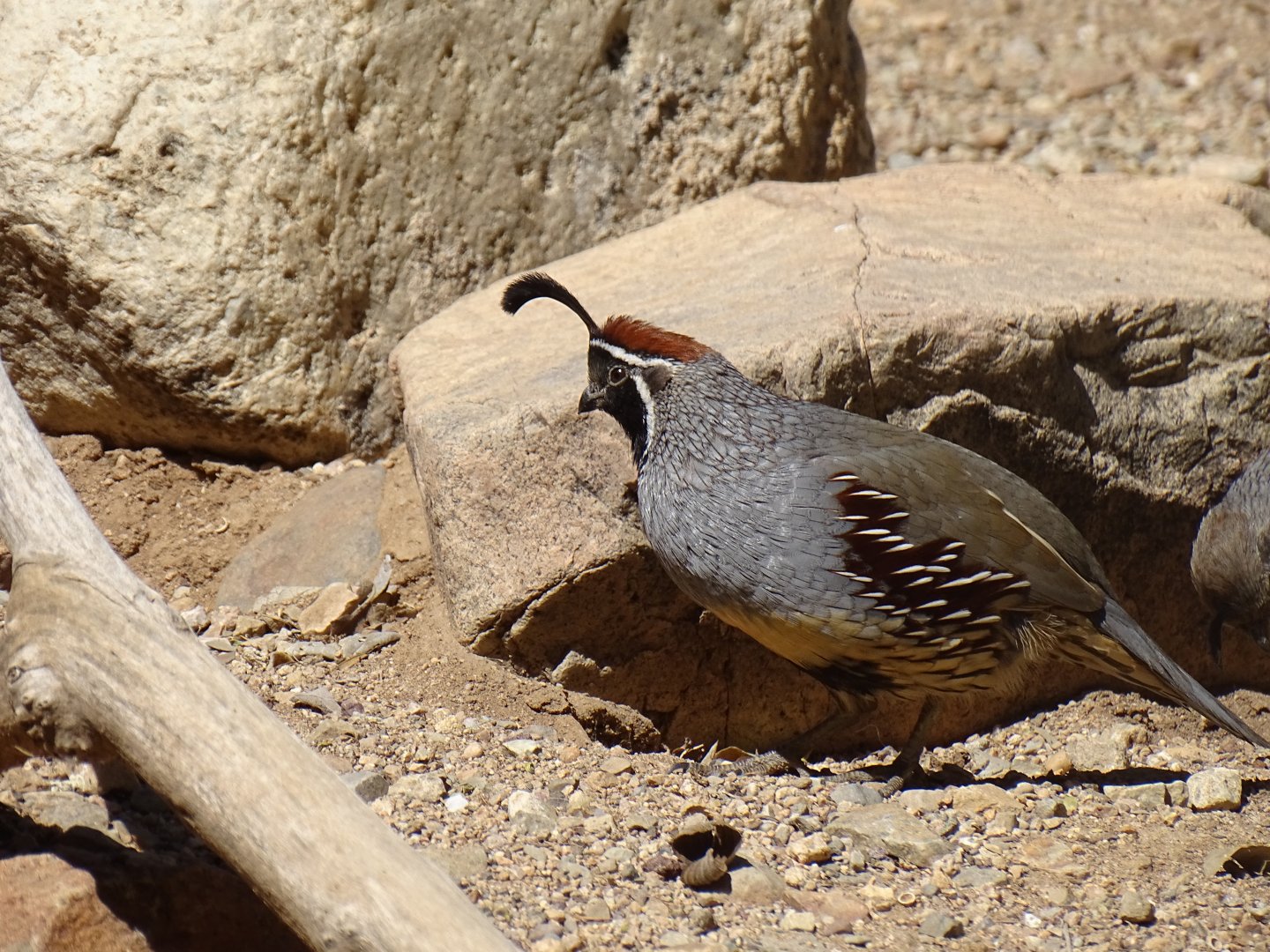 Gambel's quail (Callipepla gambelii)