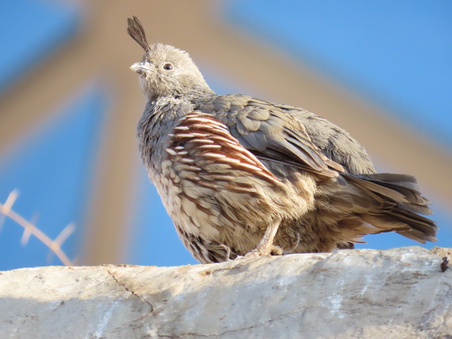 Gambel’s Quail (Callipepla gambelii)