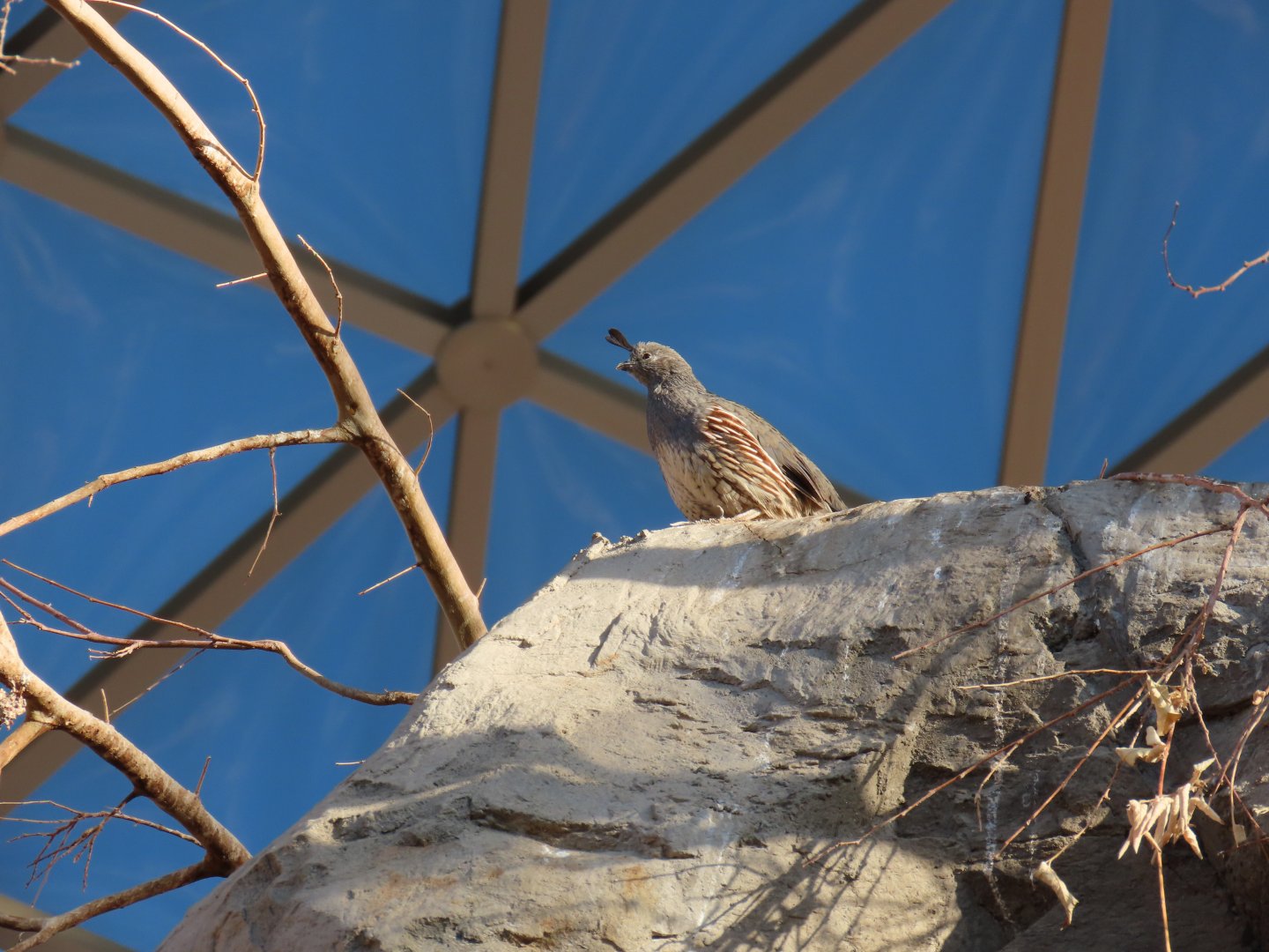 Gambel’s Quail (Callipepla gambelii)