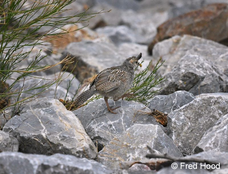 gambels quail chick