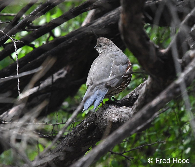 gambels quail (juvenile)